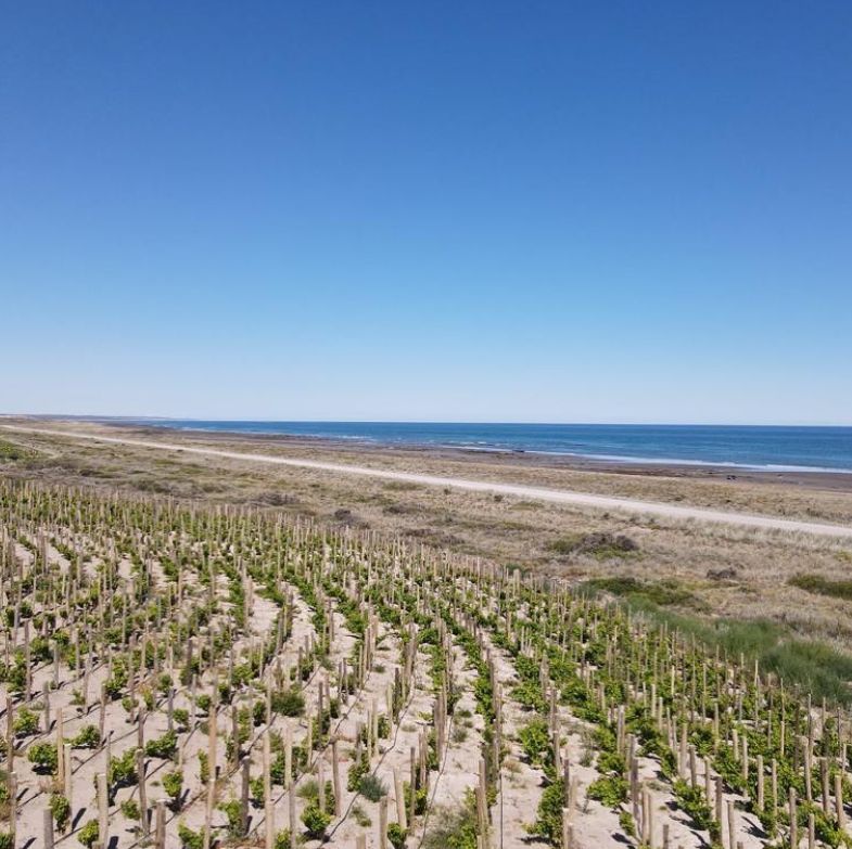 Aldea Vitivinícola de Mar Puerto Campo, desarrollo vitivinícola costero en San Antonio Este, Río Negro — foto 11 de 13. Proyecto del Arq. Germán Vazquez