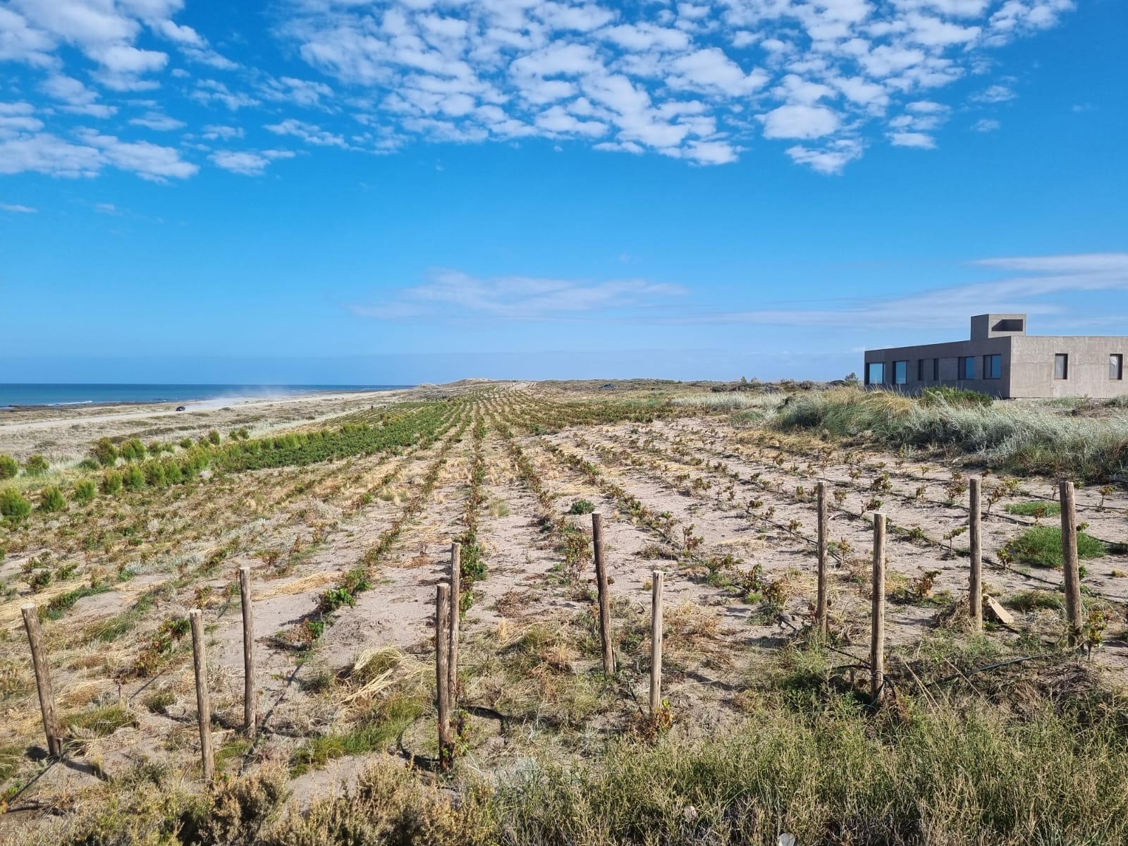 Aldea Vitivinícola de Mar Puerto Campo, desarrollo vitivinícola costero en San Antonio Este, Río Negro — foto 13 de 13. Proyecto del Arq. Germán Vazquez